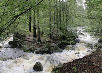 cerna desna