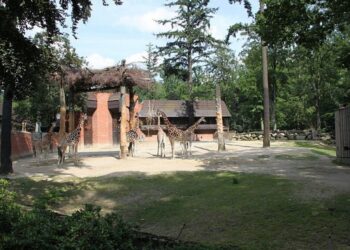 pavilon ziraf