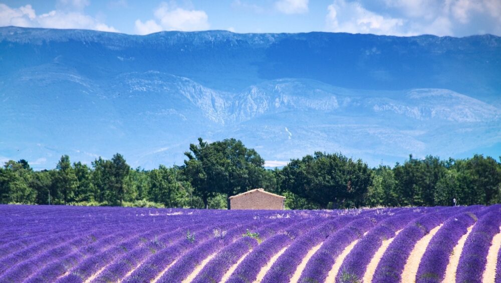Kdy se sklízí levandule v Provence?
