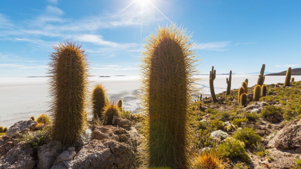 Bolivie-kaktusy