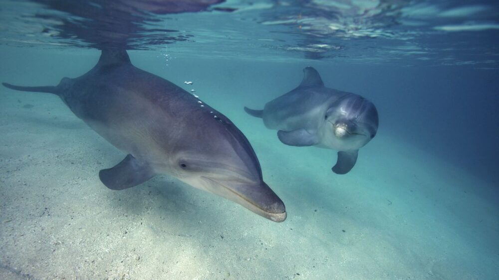 Delfíni v Karibském moři