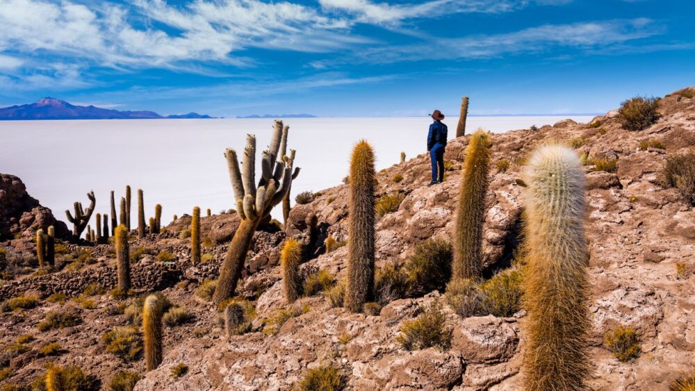 Kaktusy-Nevado-de-Incahuasi