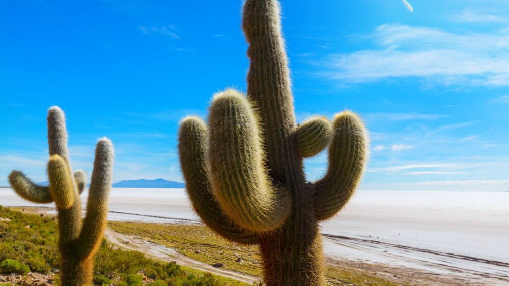 Kaktusy-v-Bolivii