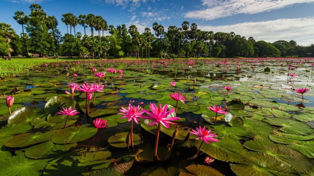 Lotosové květy Kambodža