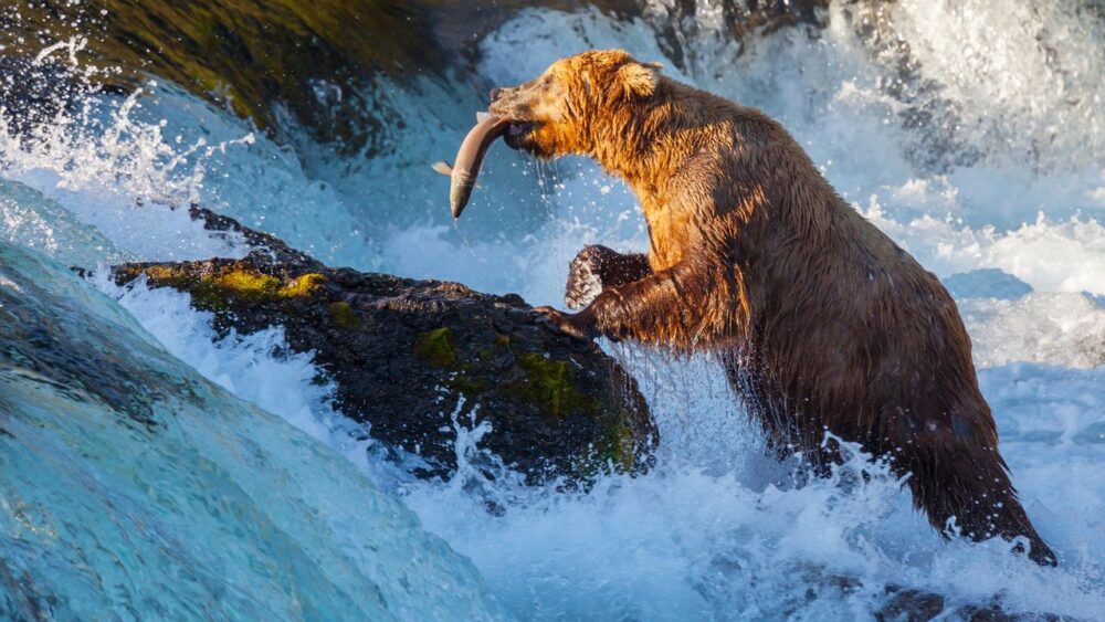 Medvěd lovící rybu Aljaška