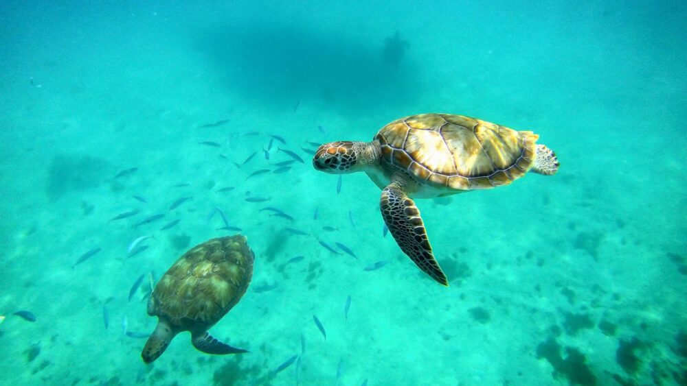 Mořské želvy