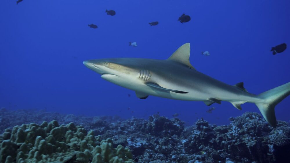 Podmořský svět žralok carcharhinus amblyrhynchos