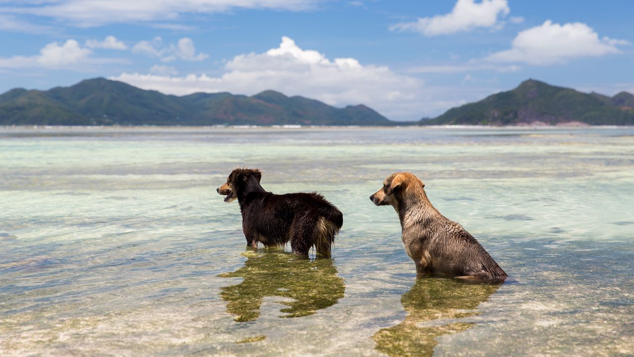 Psi na Seychelách
