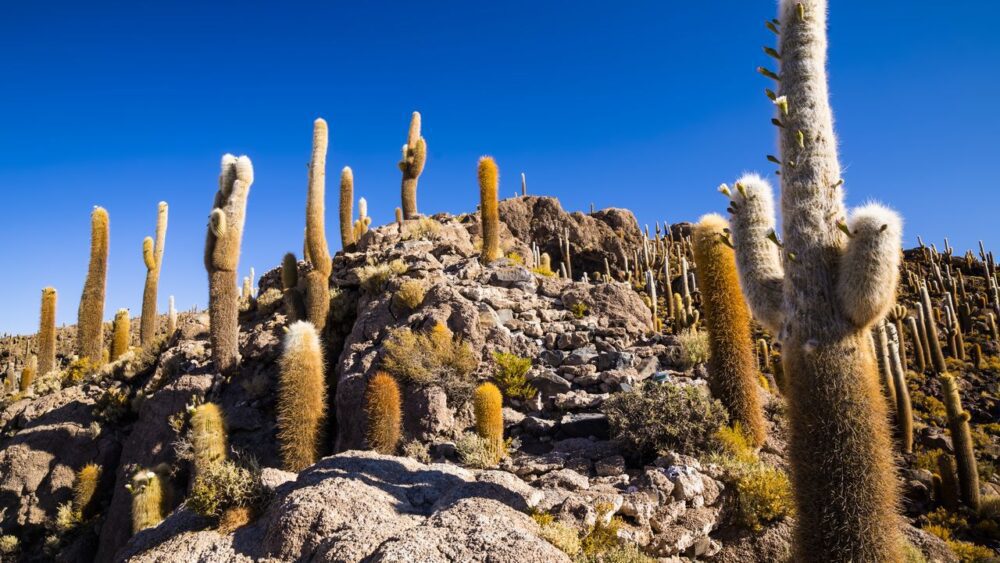 Veky-kaktus-Nevado-de-Incahuasi