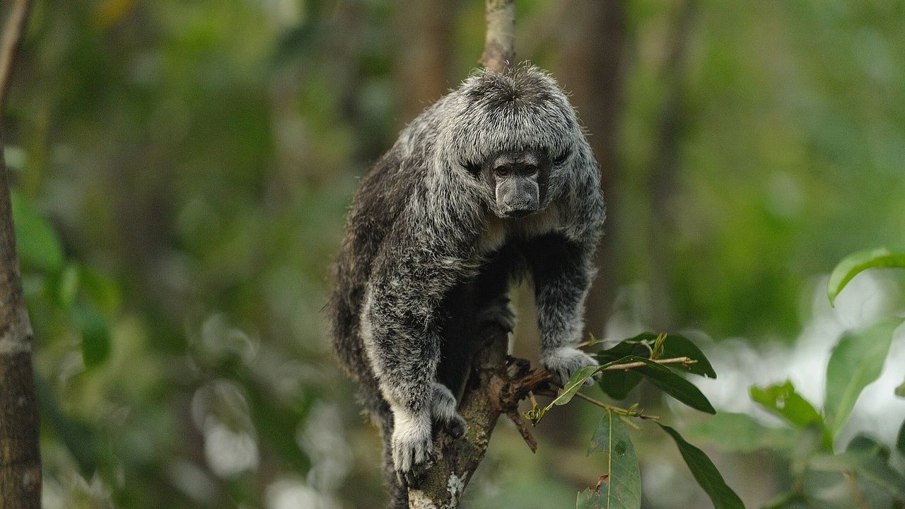 Amazonie - opice