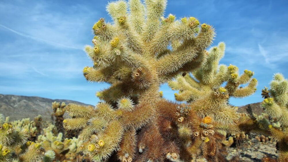 Cholla cactus - Joshua Tree park