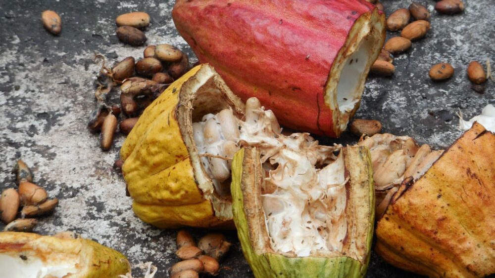 Kakaove-boby-v-dominikanske-republice