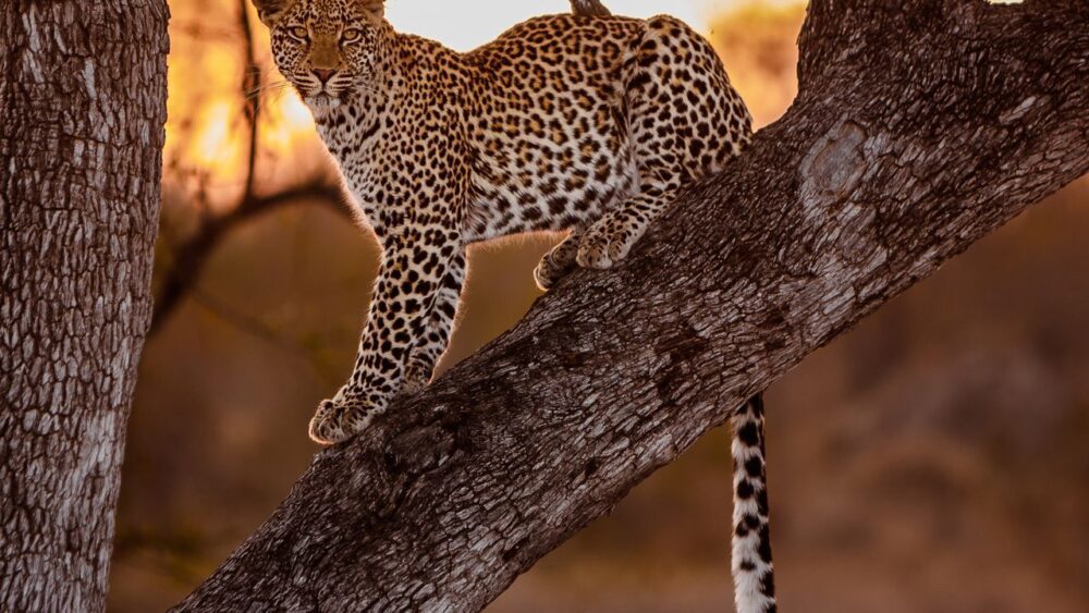 Leopard - Kruger park, Afrika