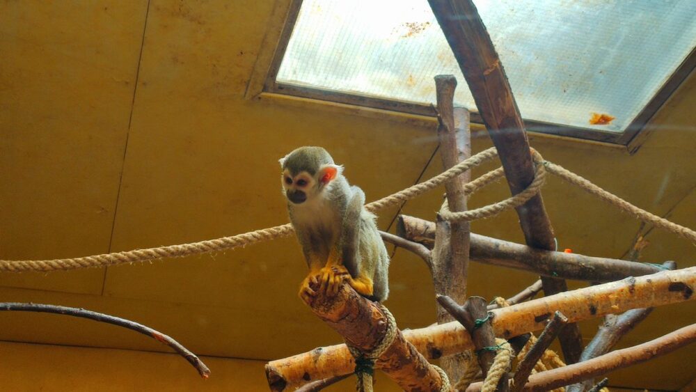 Opička v zoo ústí nad labem