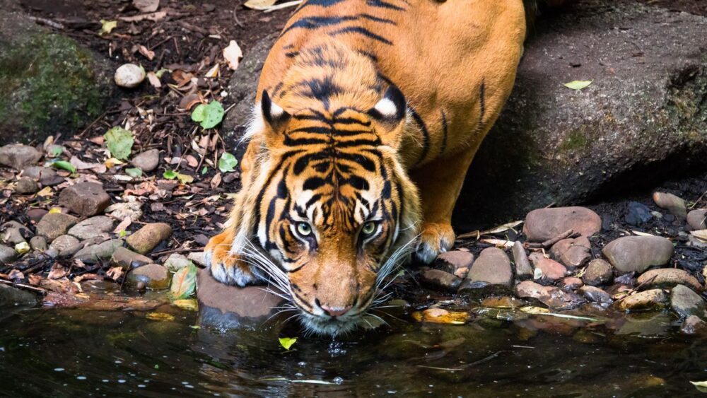 Tygr pije z řeky na Sumatře
