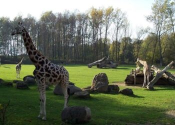 zirafa zoo