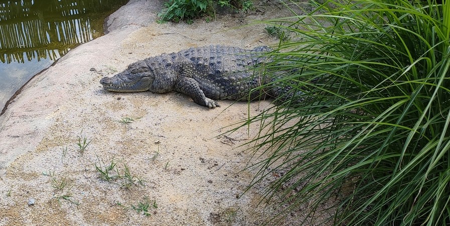 zoo krokodyl