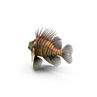 akvaria