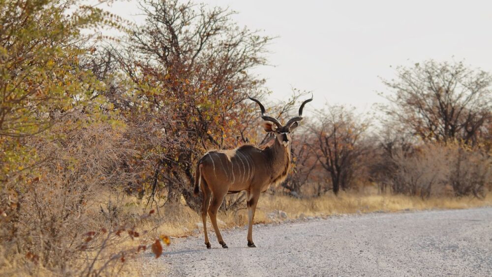 Kudu-v-parku-Etosha