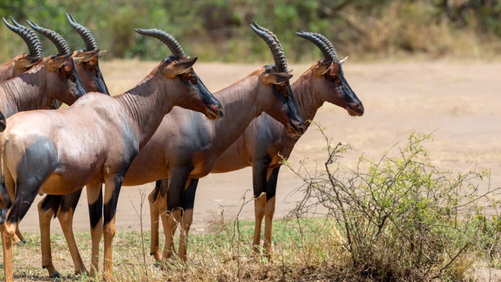 Antilopy-v-rezervaci-masai-mara