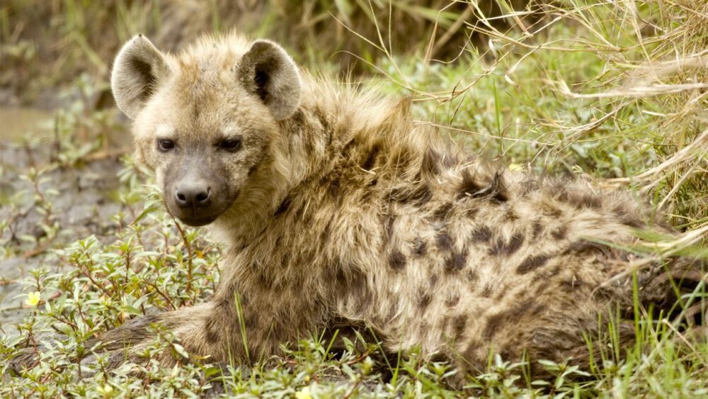 Hyena-v-masai-mara
