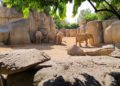 biopark-valencie-sloni