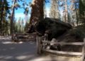cesta-v-parku-sequoia