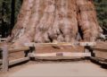 giganticky-strom-v-parku-sequoia