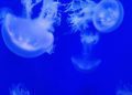 oceanarium-valencie-meduzy