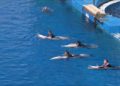 oceanarium-valencie-show-delfini