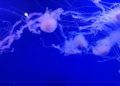 oceanografic-valencie-meduzy