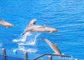 oceanografic-valencie-show-delfini