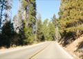 silnice-v-parku-sequoia