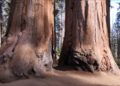 stromy-v-parku-sequoia
