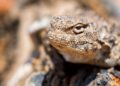 phrynocephalus-helioscopus-agama