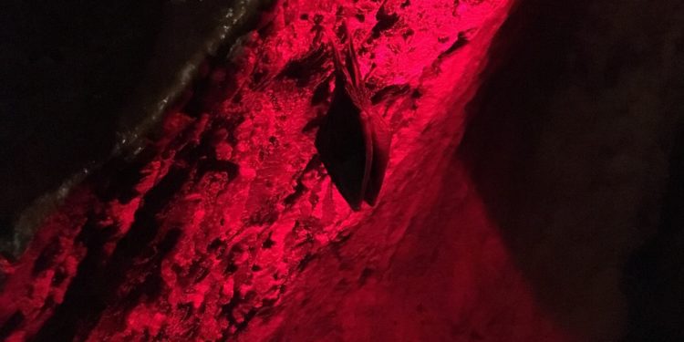 Javoříčské jeskyně