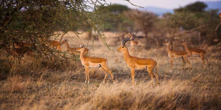 gazely-v-narodnim-parku