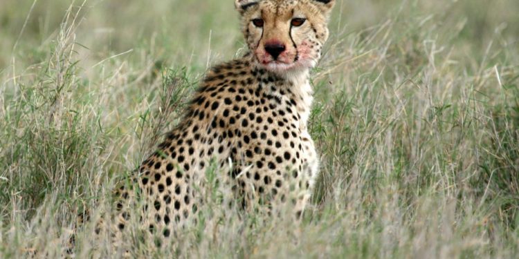 gepard-v-narodnim-parku