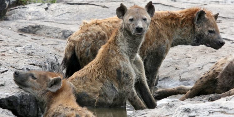 hyena-v-parku-serengeti