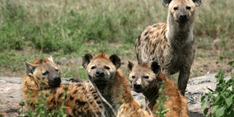 hyeny-v-narodnim-parku