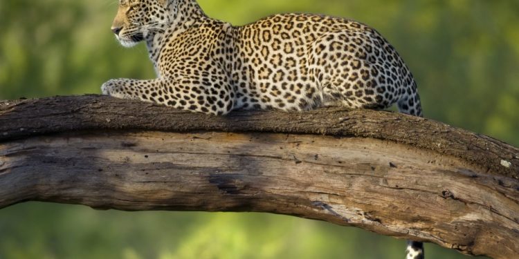 leopard-v-parku-serengeti