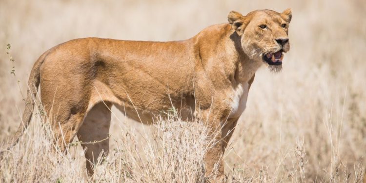 lev-v-serengeti