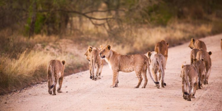 lvi-na-ceste-serengeti