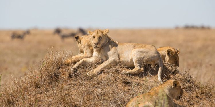 lvi-savana-serengeti