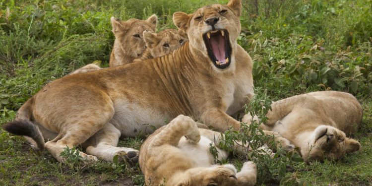 lvicata-v-narodnim-parku