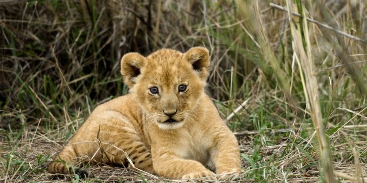 lvice-v-parku-serengeti