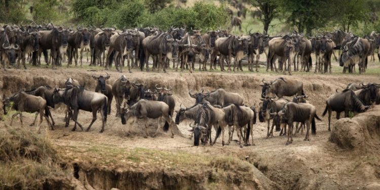 pakone-v-parku-serengeti