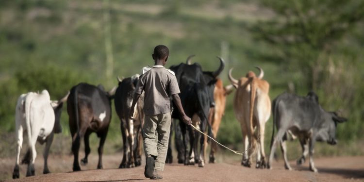 paseni-dobytka-serengeti