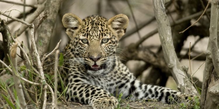 serengeti-narodni-park-leopard