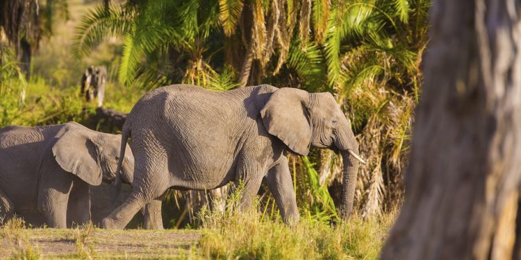 skupina-slonu-serengeti